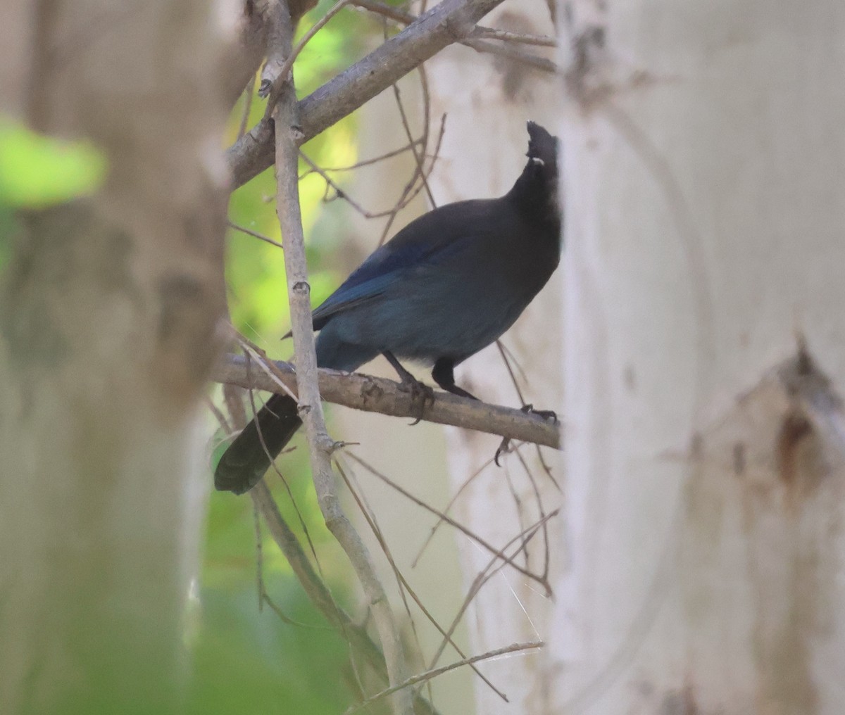 Steller Kargası [diademata grubu] - ML645429871