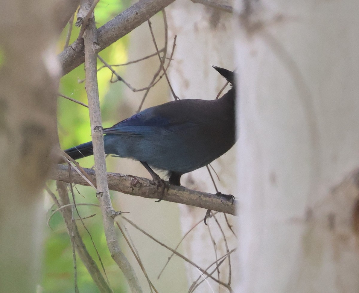 Steller Kargası [diademata grubu] - ML645429872