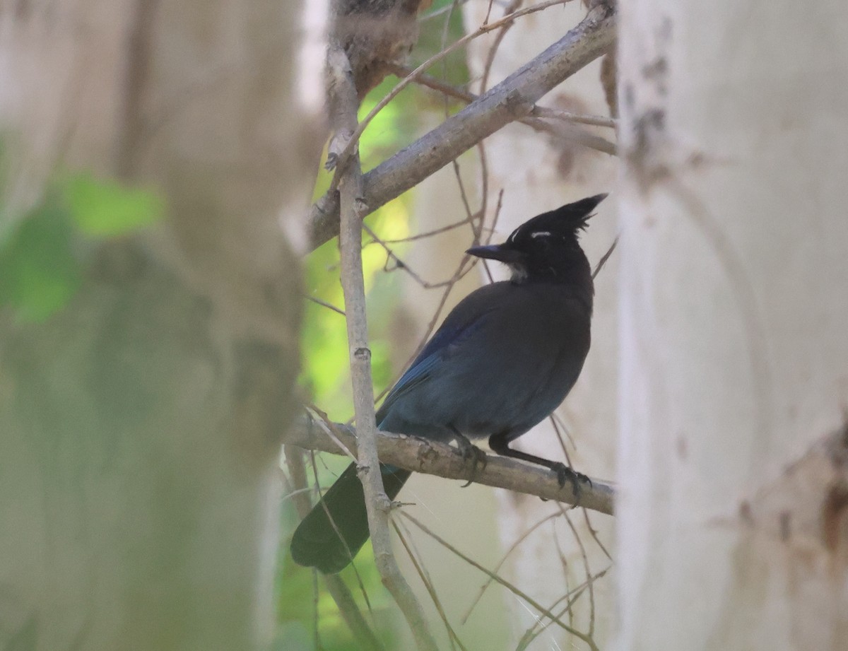 Steller Kargası [diademata grubu] - ML645429873