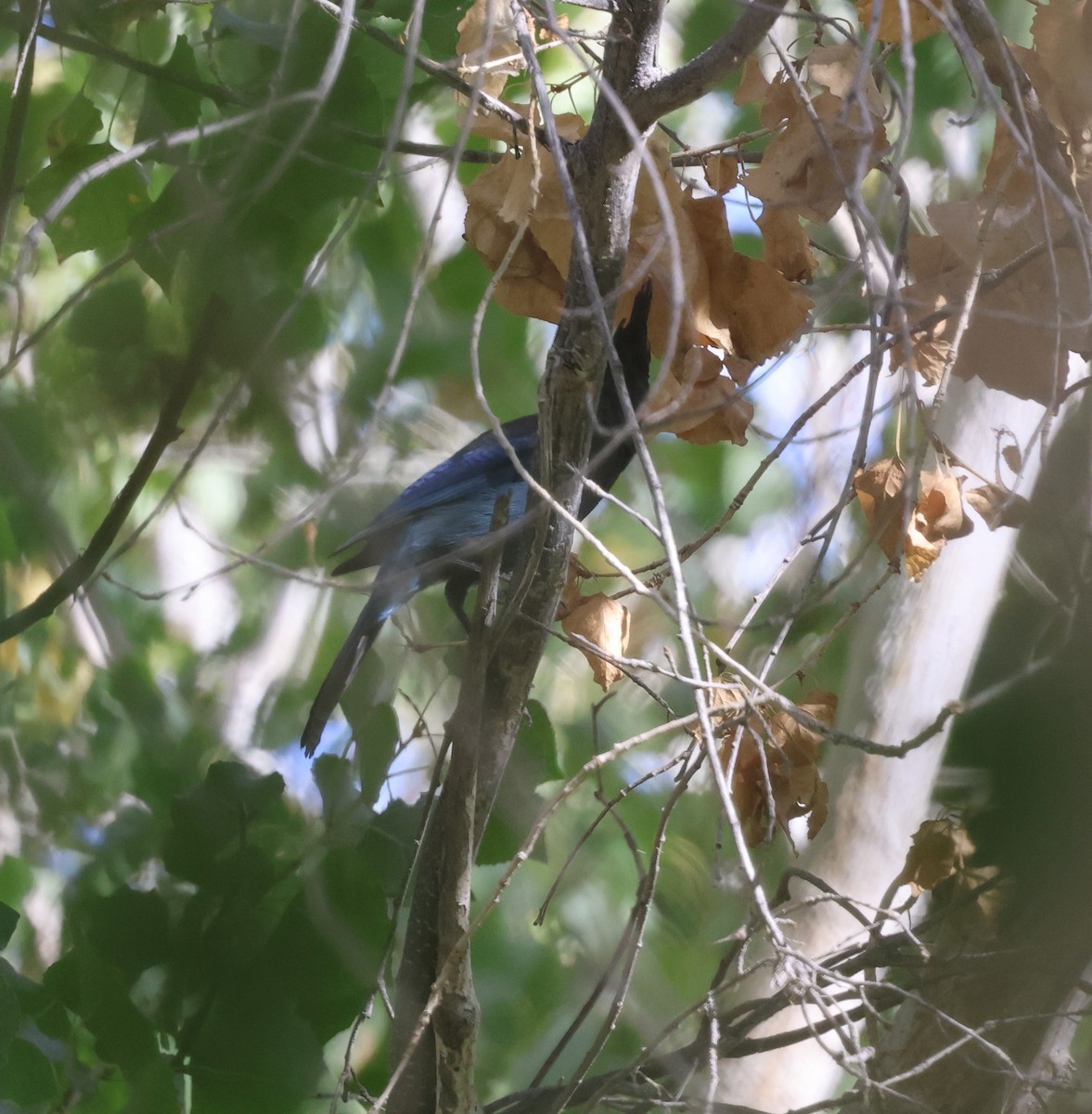 Steller Kargası [diademata grubu] - ML645429875