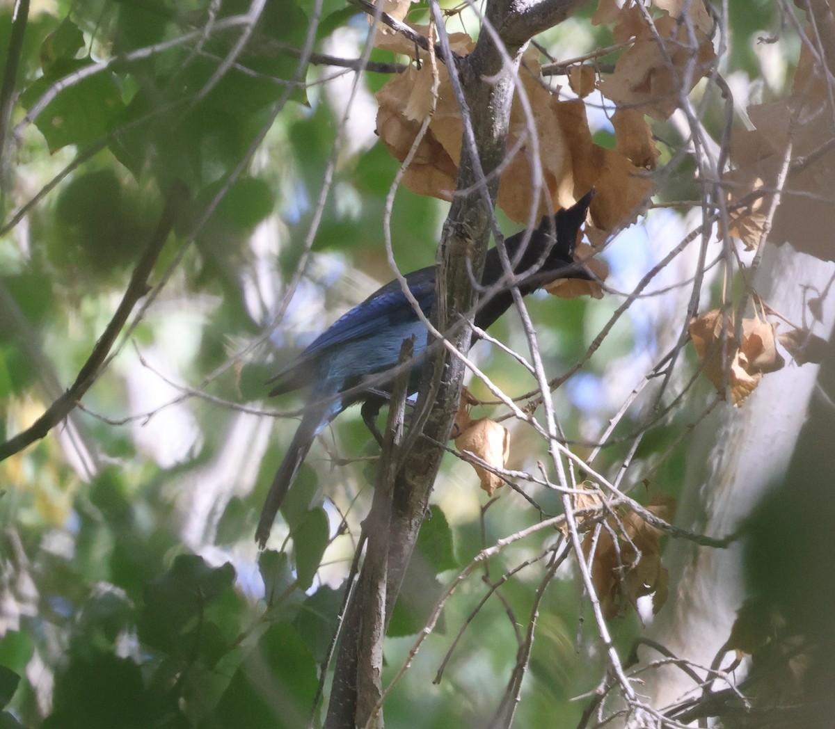 Steller Kargası [diademata grubu] - ML645429876