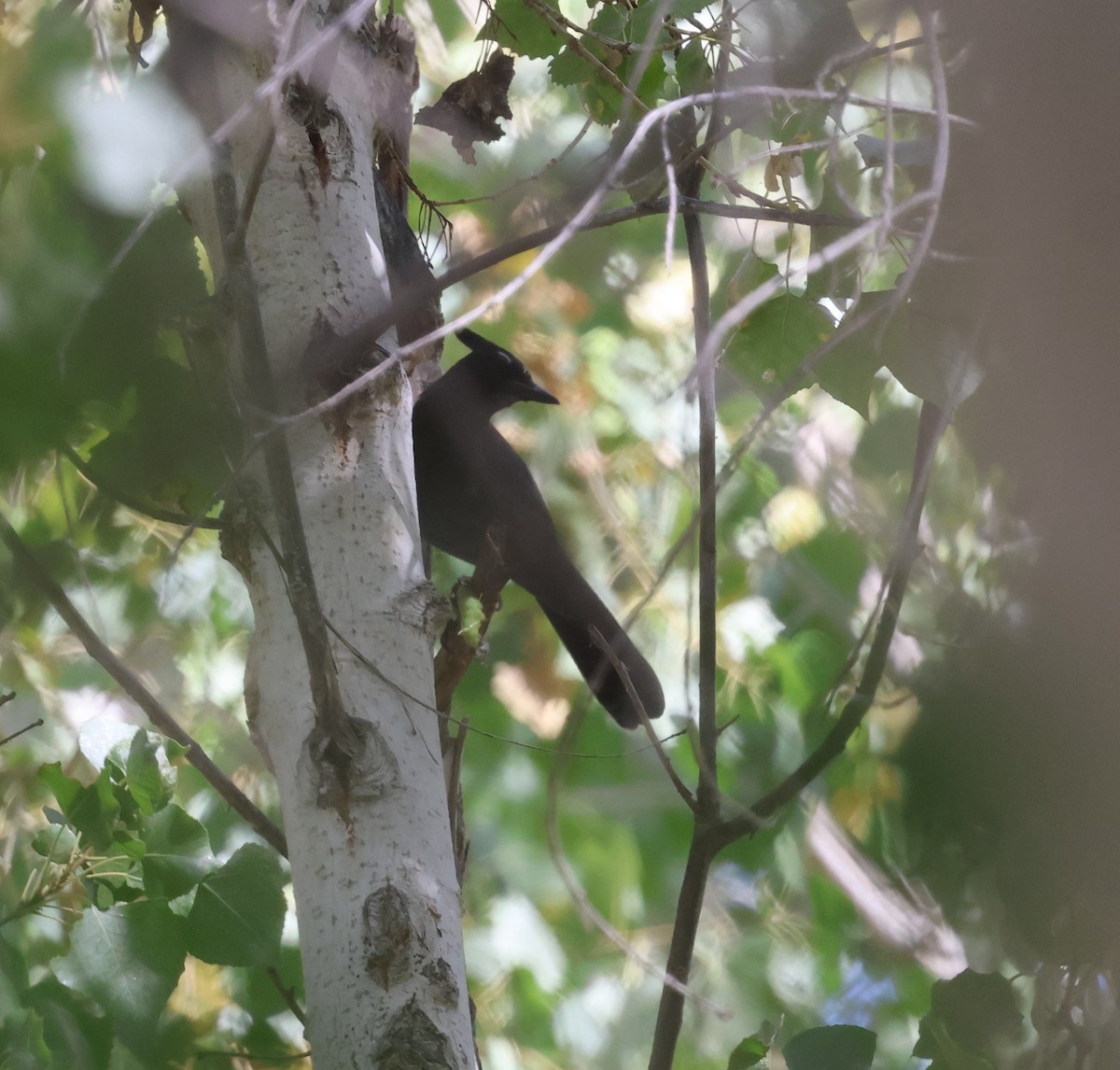 Steller Kargası [diademata grubu] - ML645429877