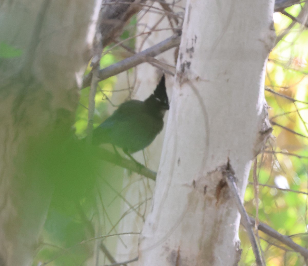 Steller Kargası [diademata grubu] - ML645429878