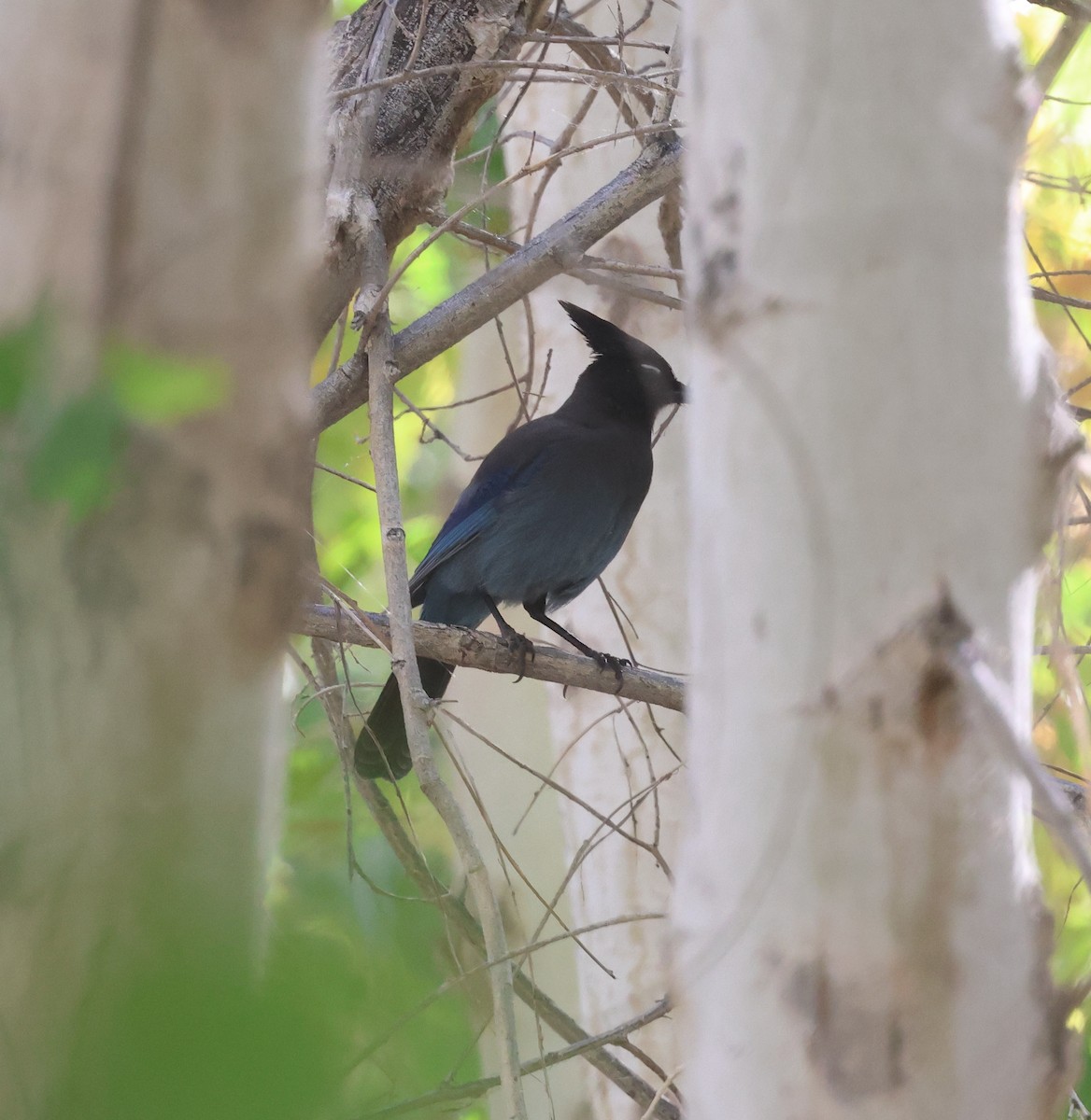 Steller Kargası [diademata grubu] - ML645429879