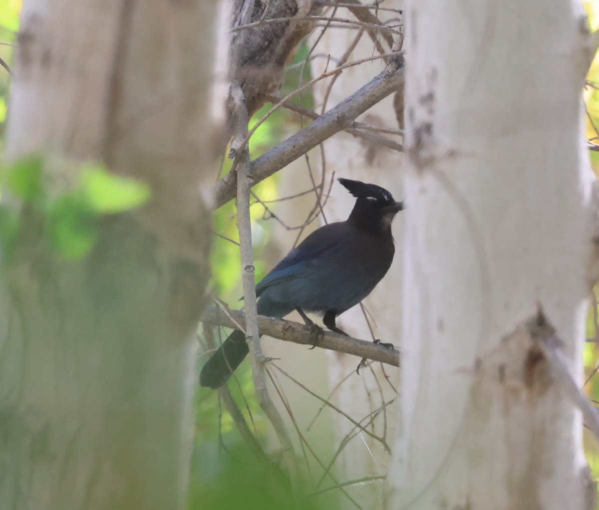 Steller Kargası [diademata grubu] - ML645429880