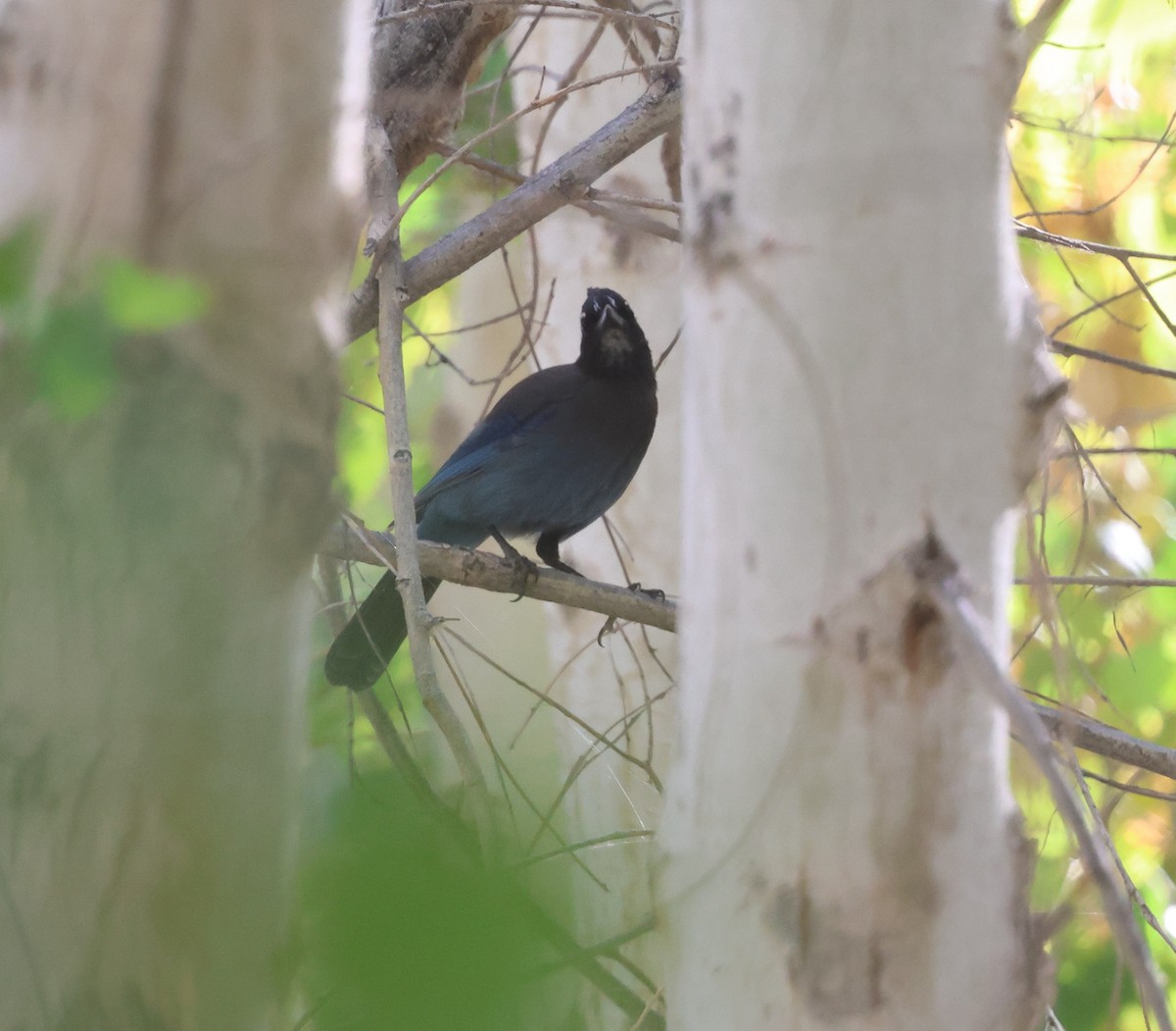 Steller Kargası [diademata grubu] - ML645429881