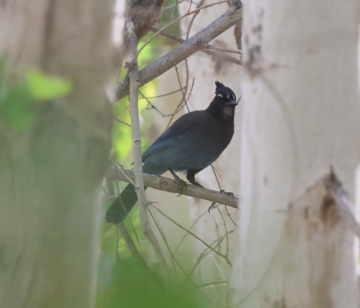 Steller Kargası [diademata grubu] - ML645429882