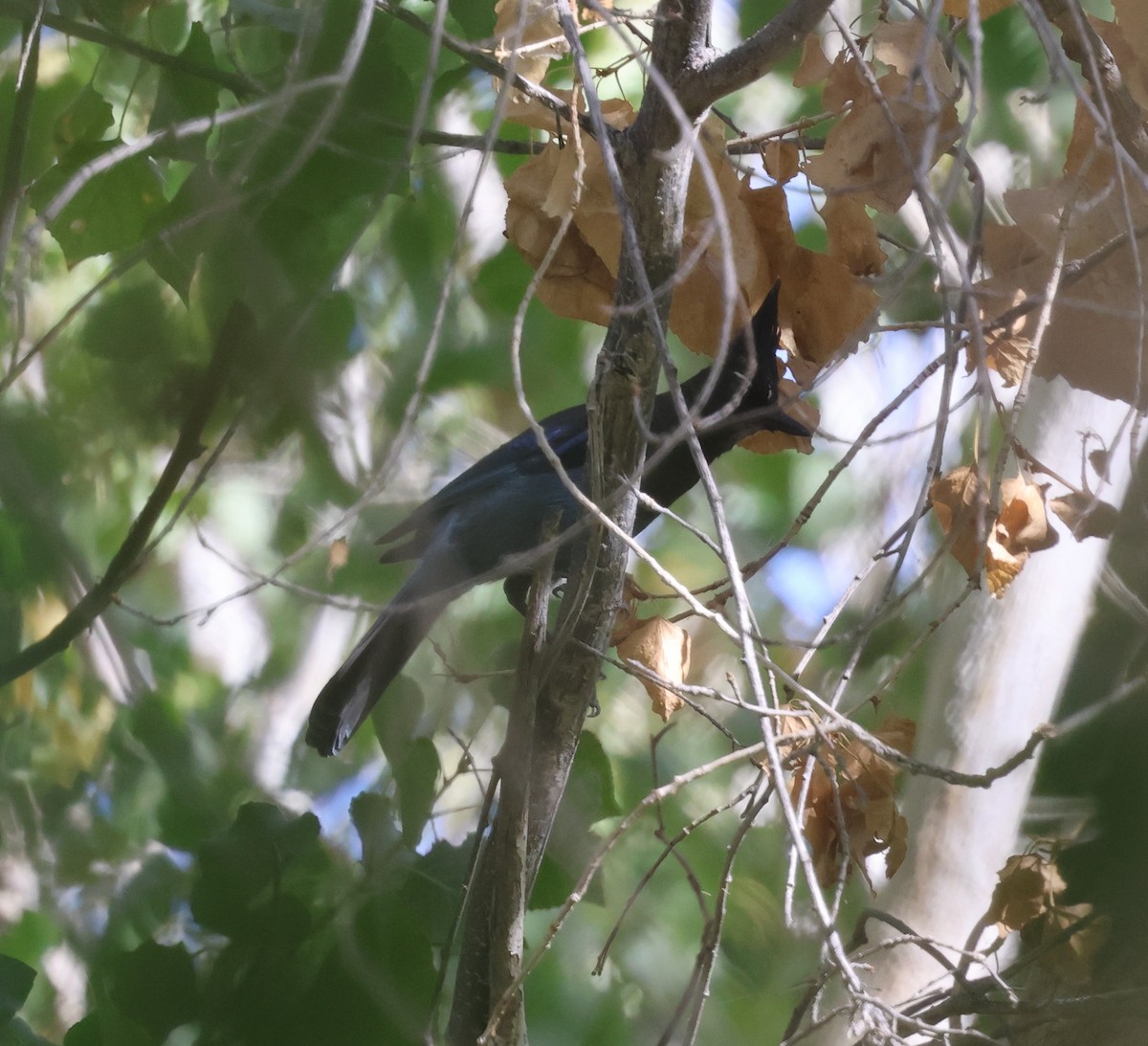 Steller Kargası [diademata grubu] - ML645429884