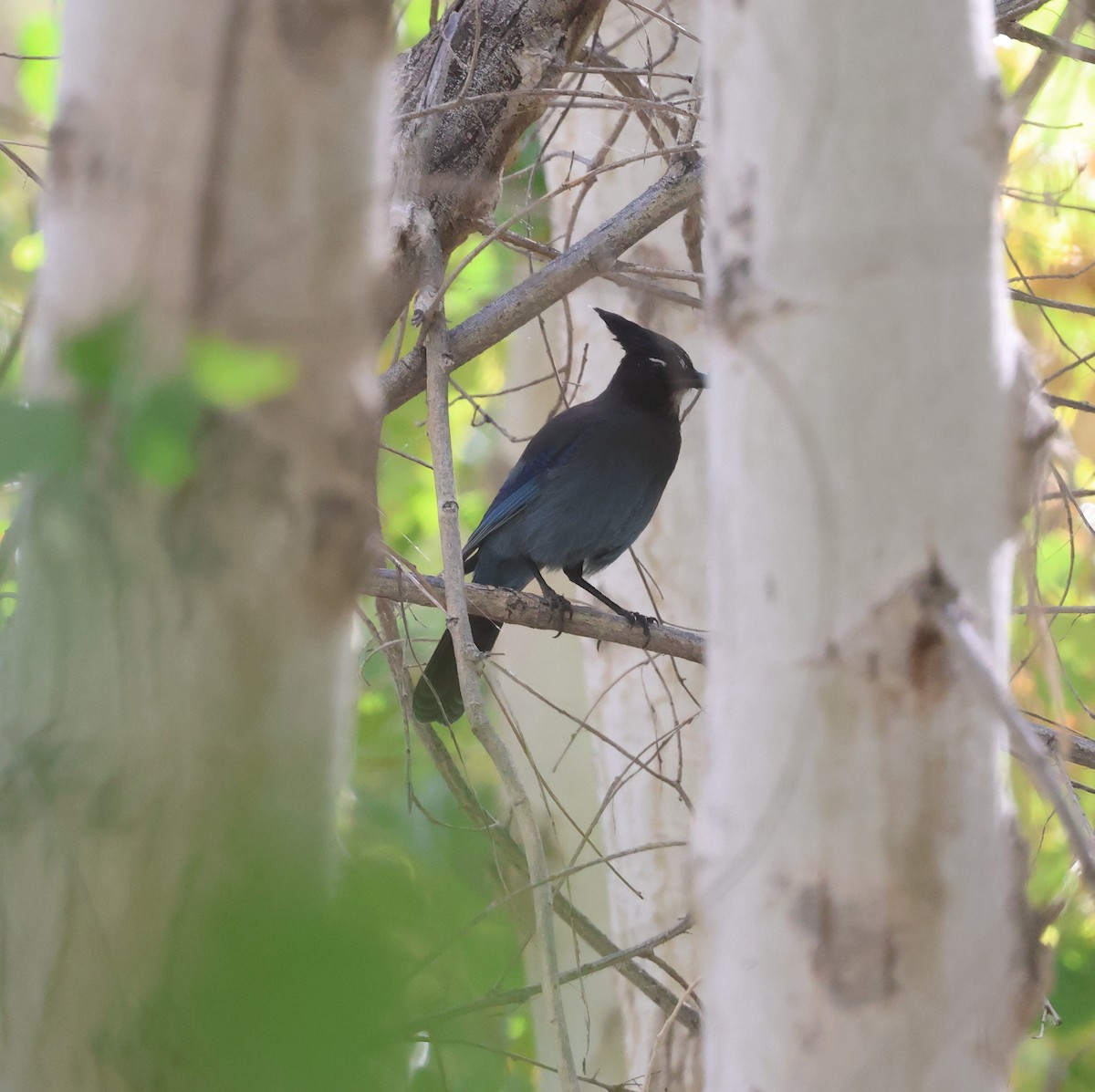 Steller Kargası [diademata grubu] - ML645429885