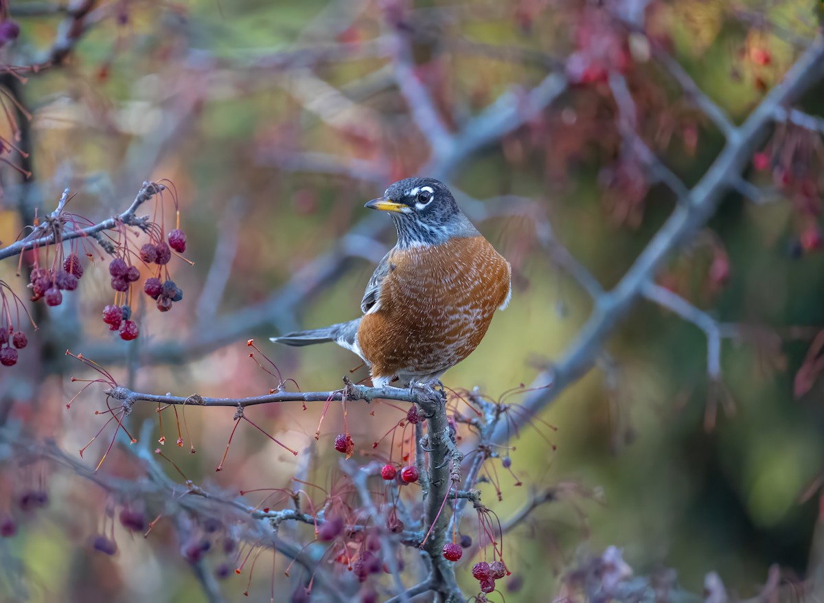 American Robin - ML645429894