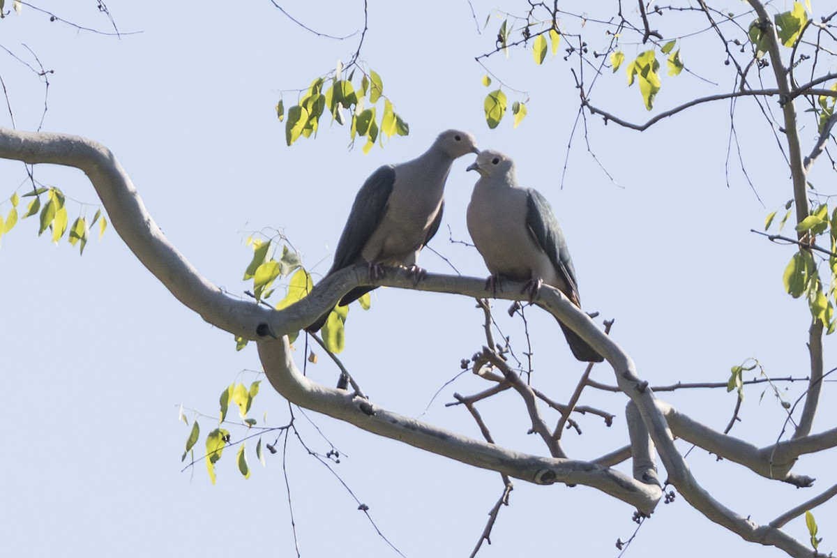 Sundafruchttaube - ML645429895