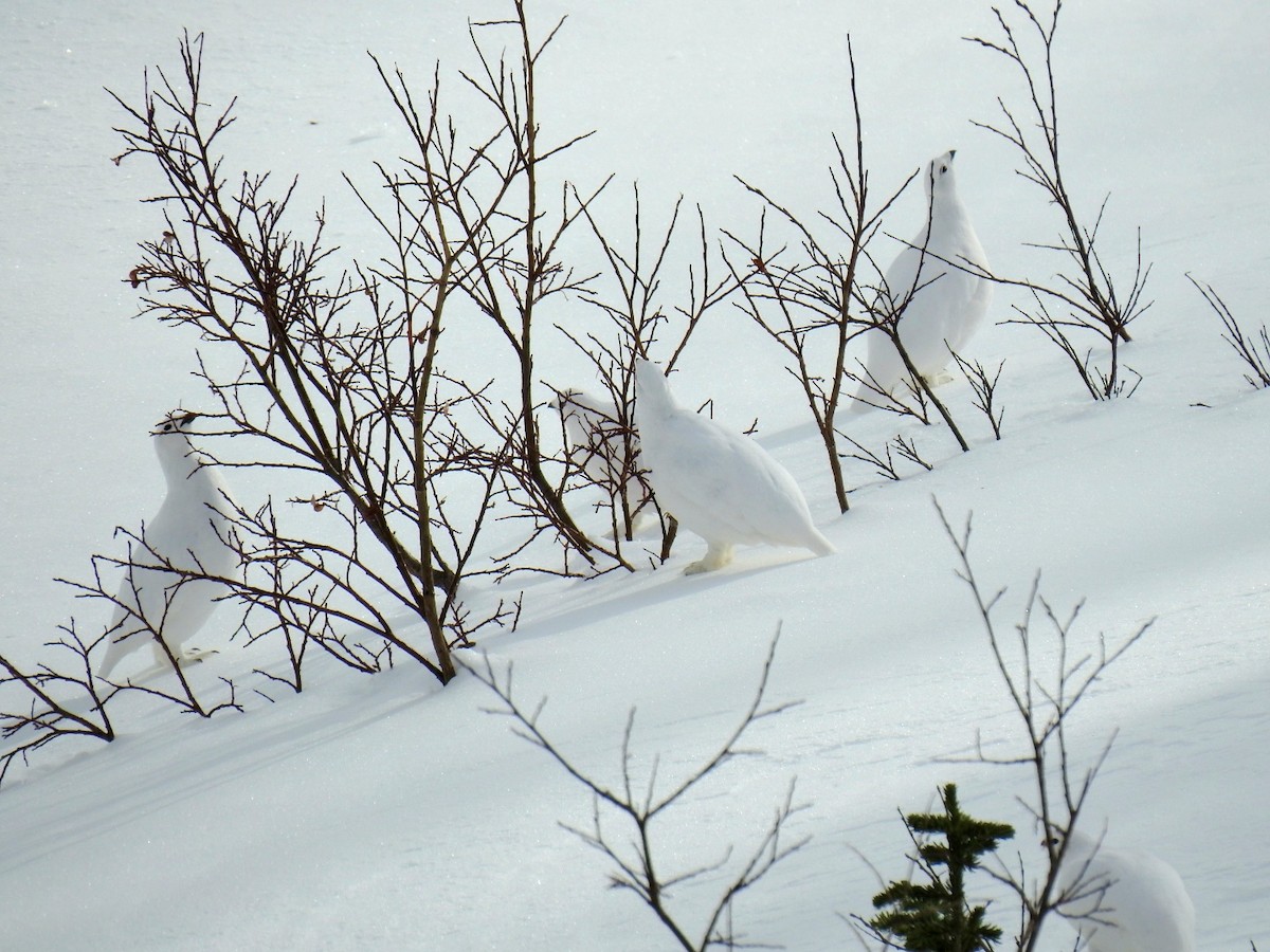 White-tailed Ptarmigan - ML645429901