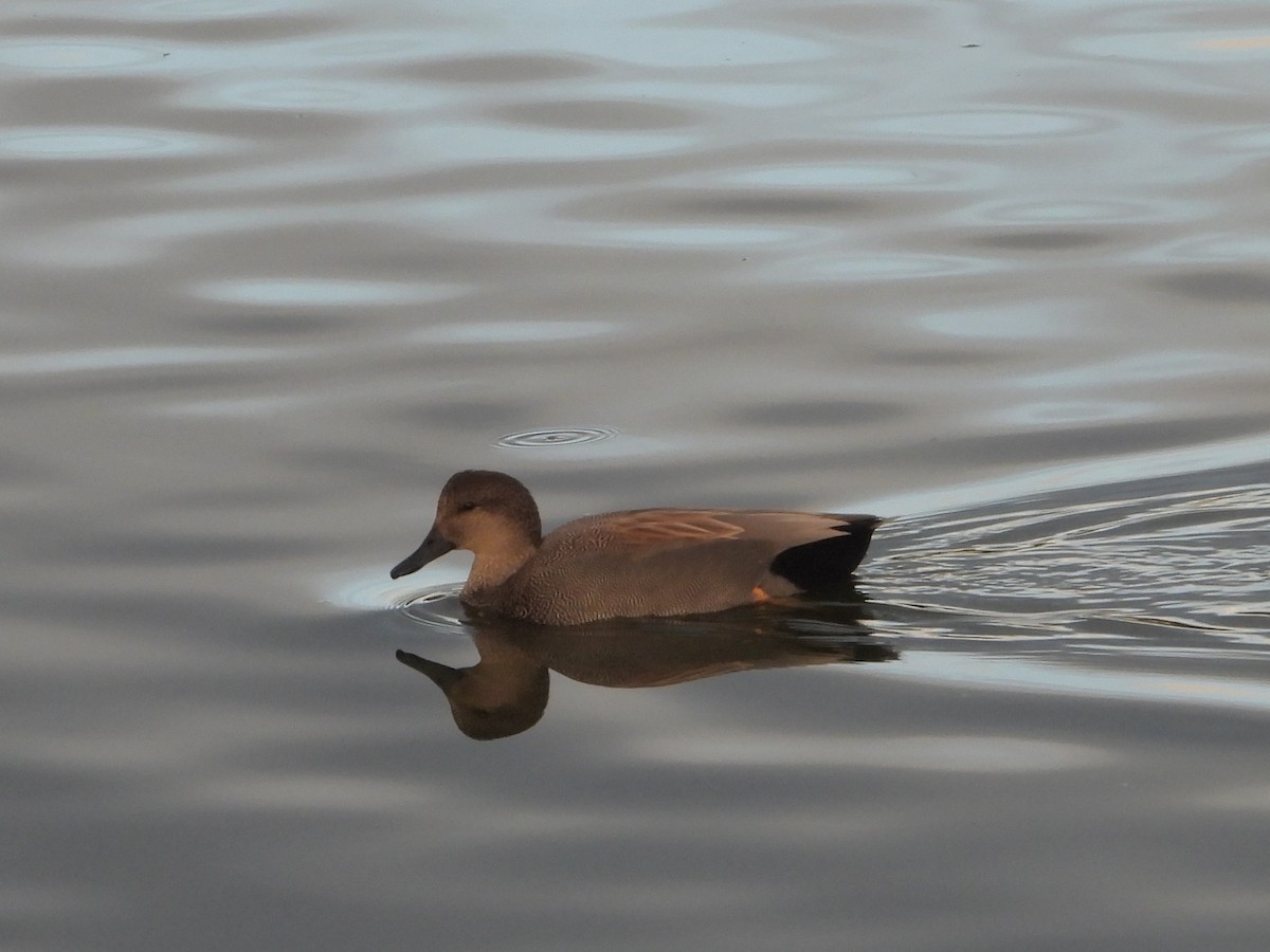 Серая утка - ML645429907