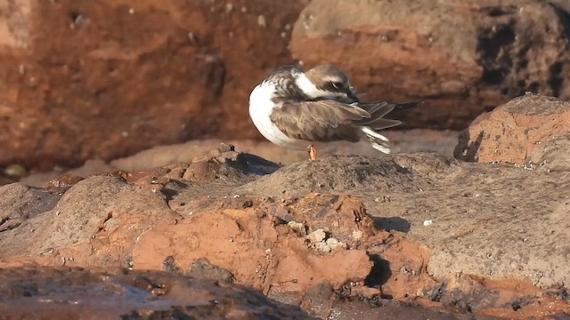 Common Ringed Plover - ML645429917