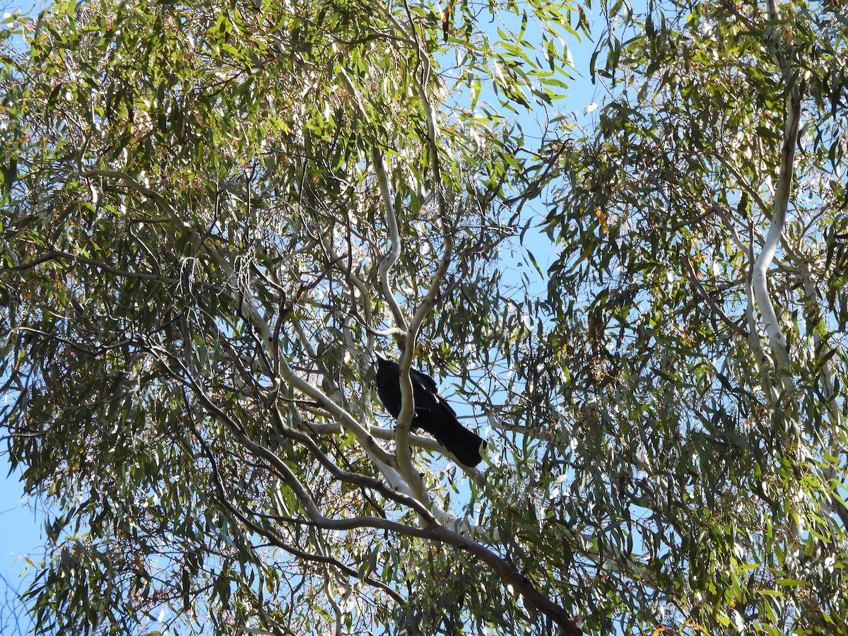 crow/raven sp. - ML645429918
