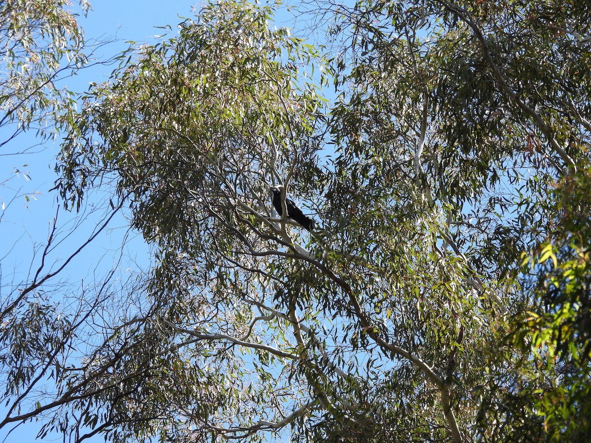 crow/raven sp. - ML645429919