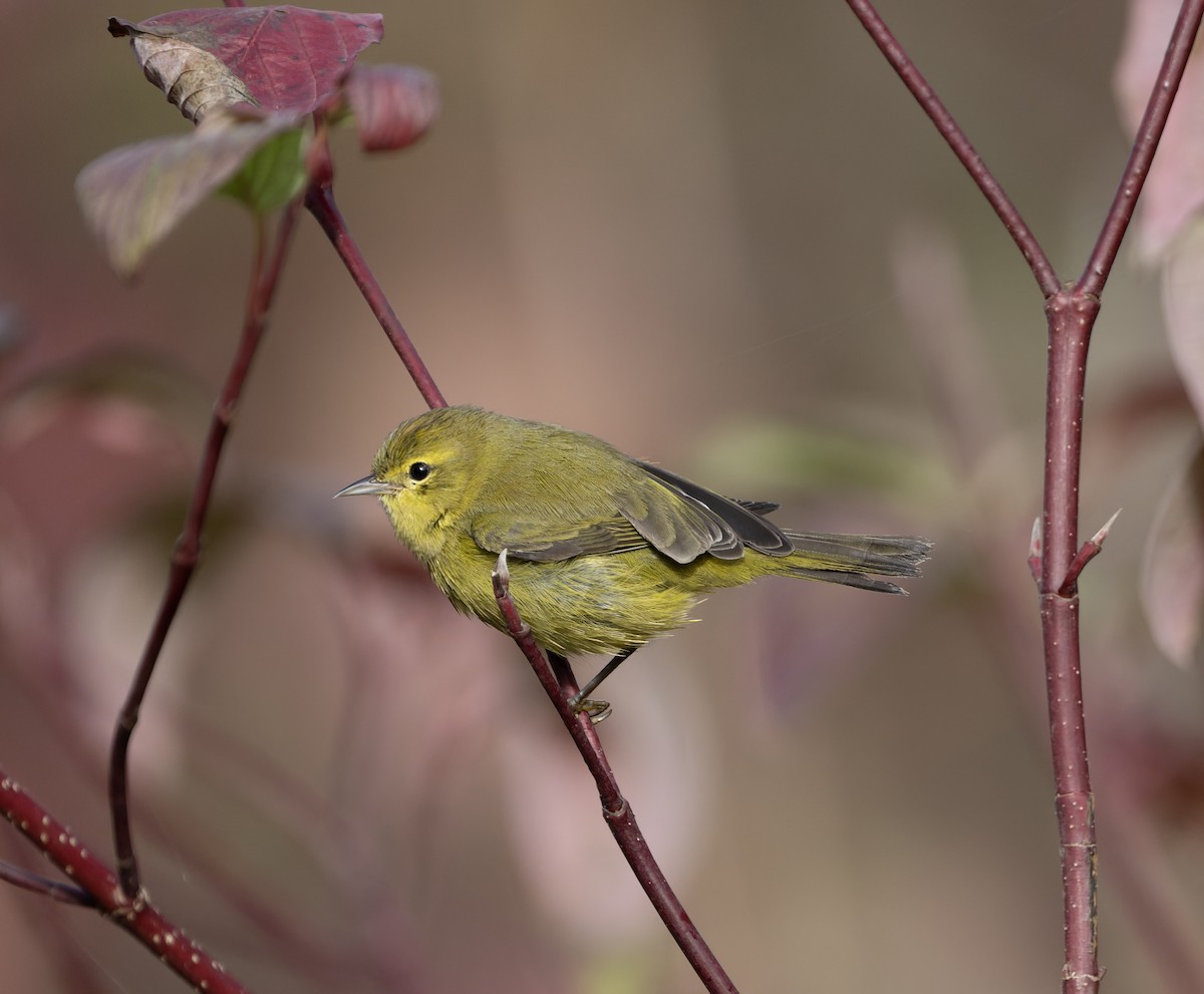 Orange-crowned Warbler - ML645429922