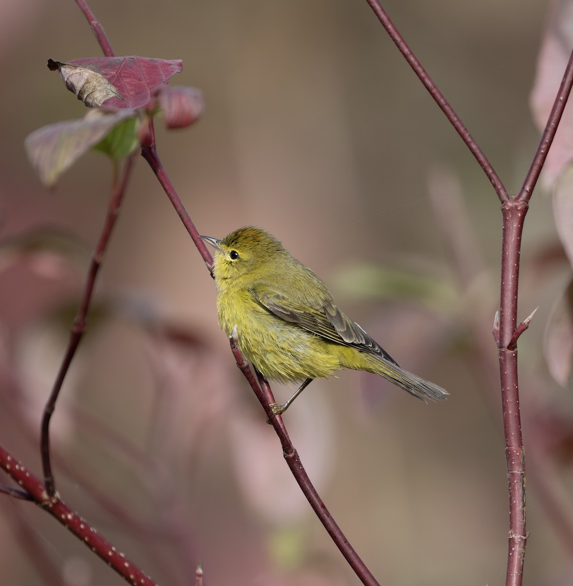 Orange-crowned Warbler - ML645429923