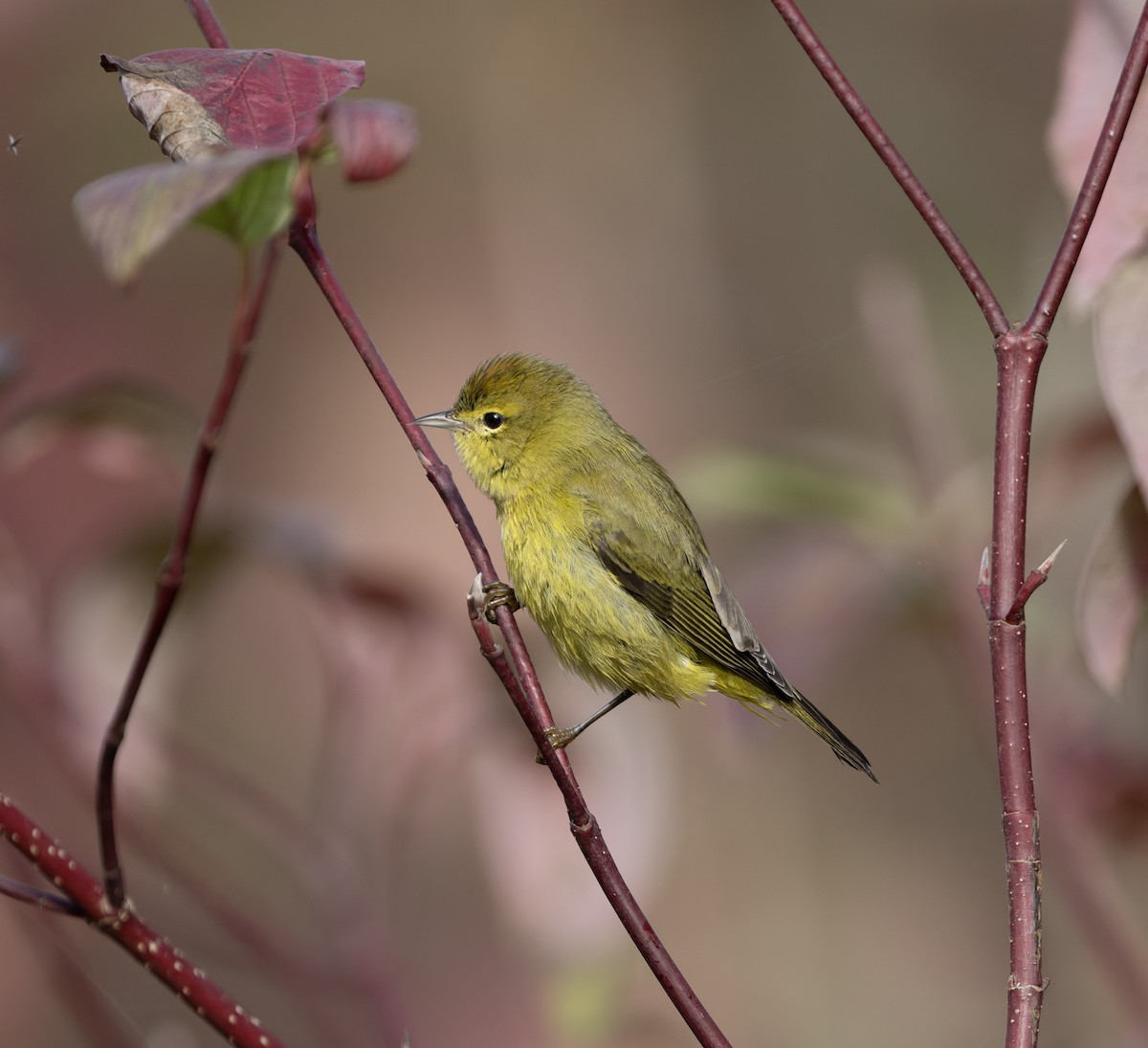 Orange-crowned Warbler - ML645429924