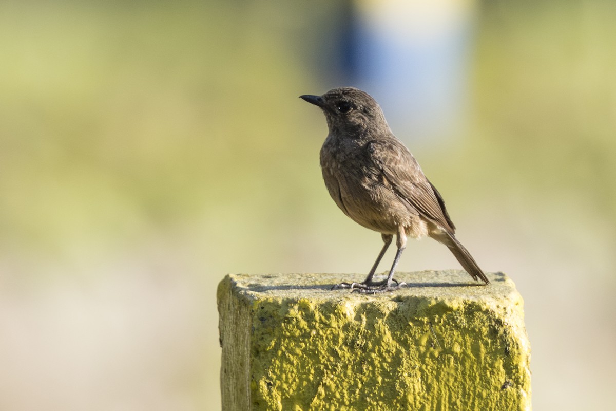 Pied Bushchat - ML645429925