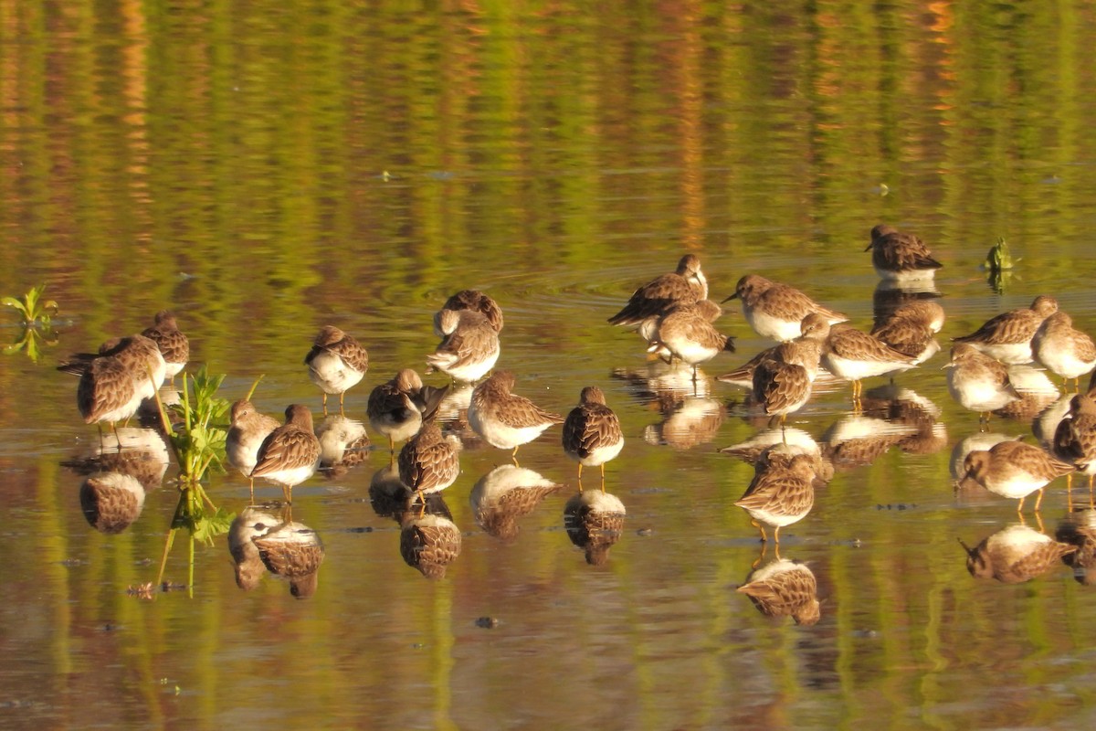 Least Sandpiper - ML645429926