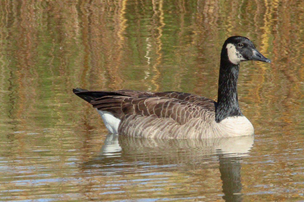Canada Goose - ML645429928