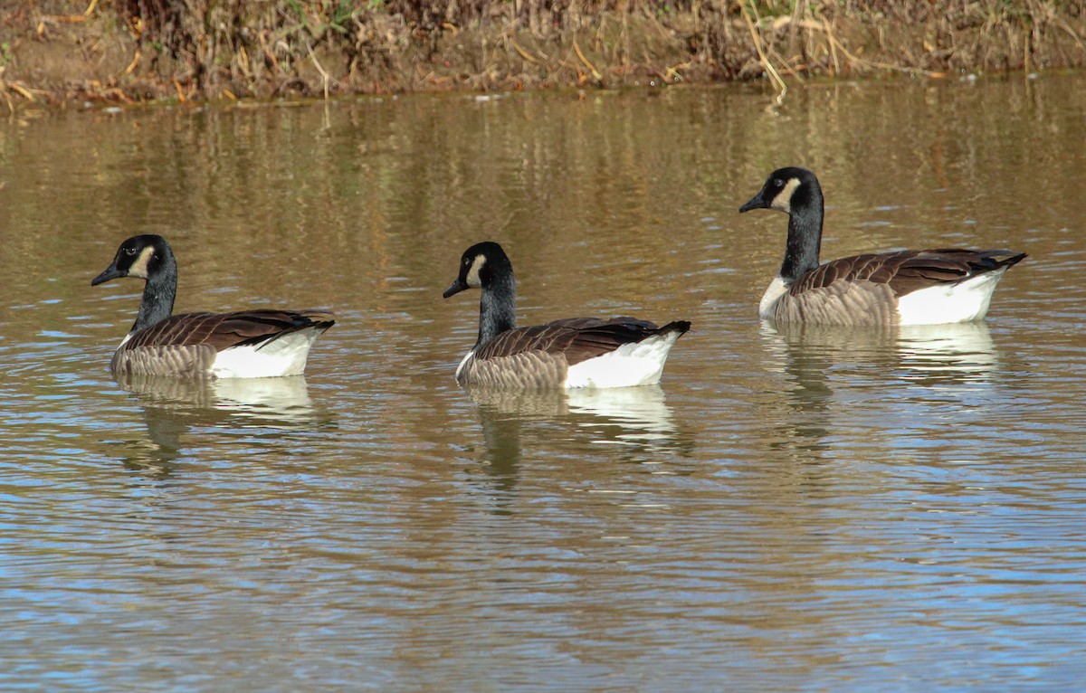 Canada Goose - ML645429929
