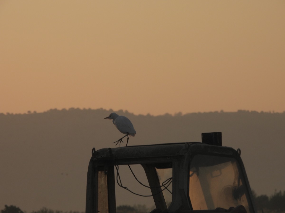 Western Cattle-Egret - ML645429930