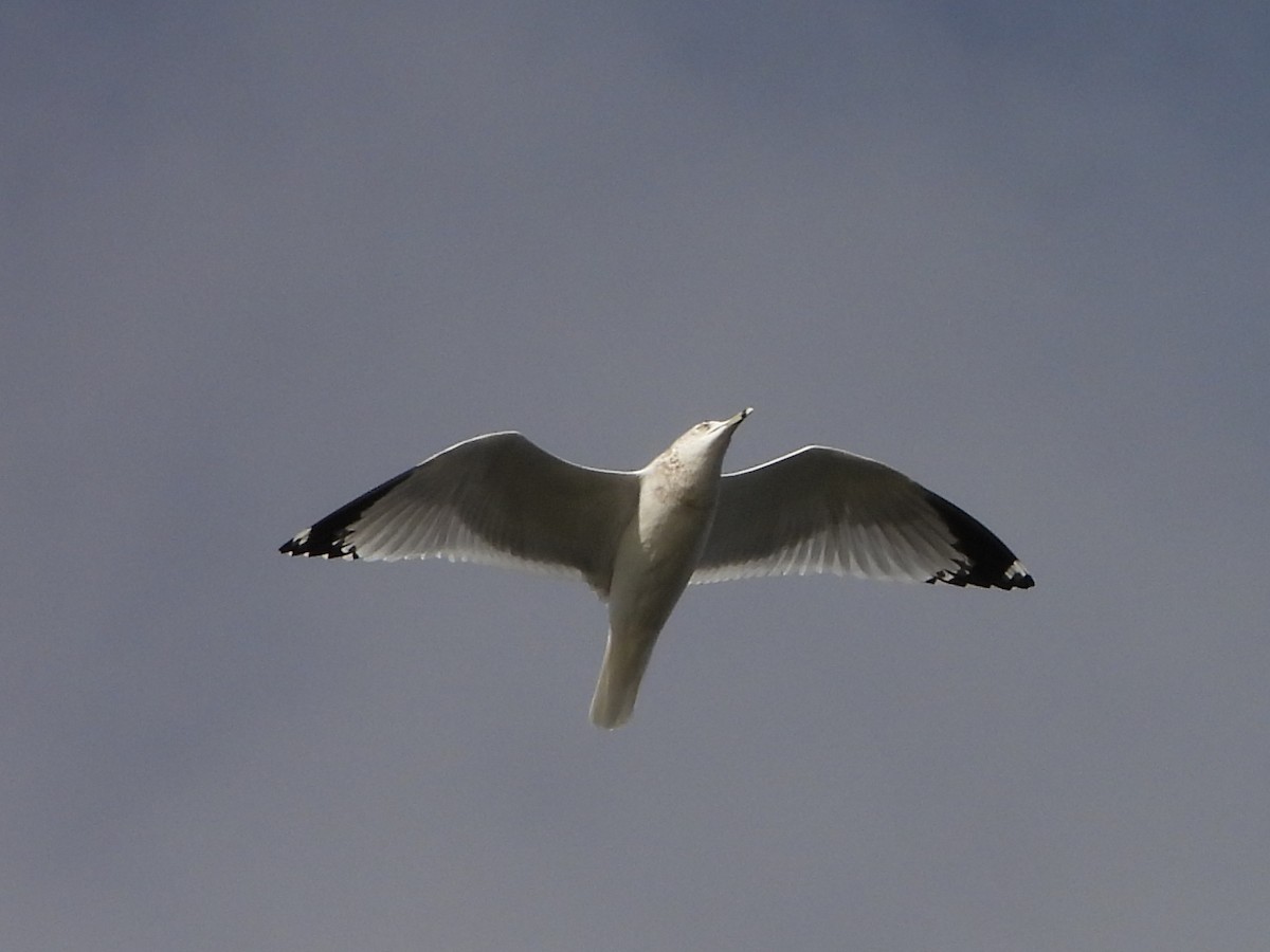Ring-billed Gull - ML645429931
