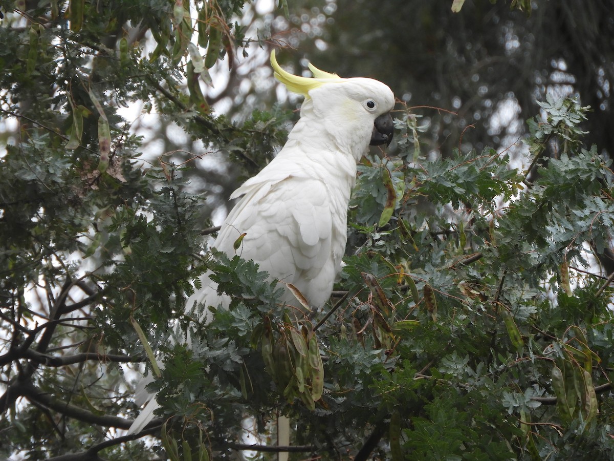 Sulphur-crested Cockatoo - ML645429932