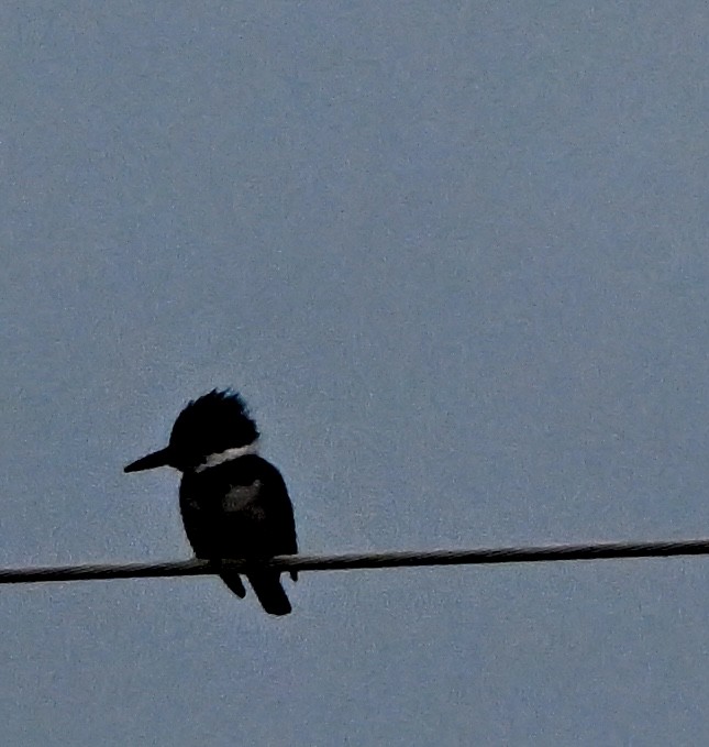 Belted Kingfisher - ML645429935