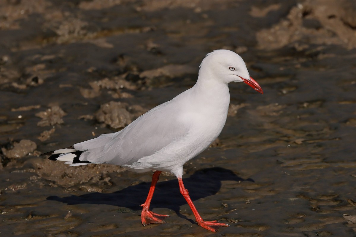 Silver Gull - ML645429937