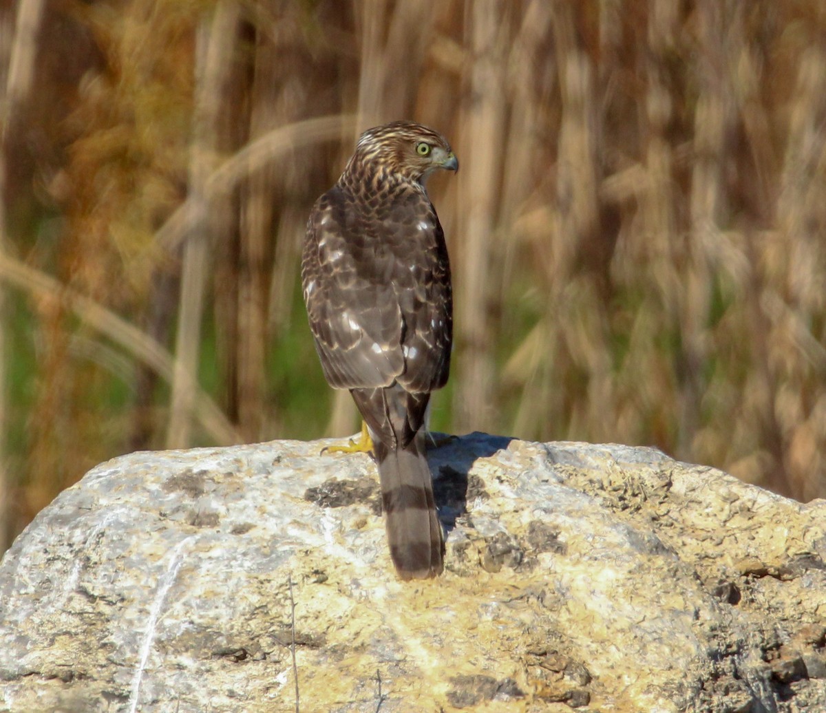 Cooper's Hawk - ML645429938