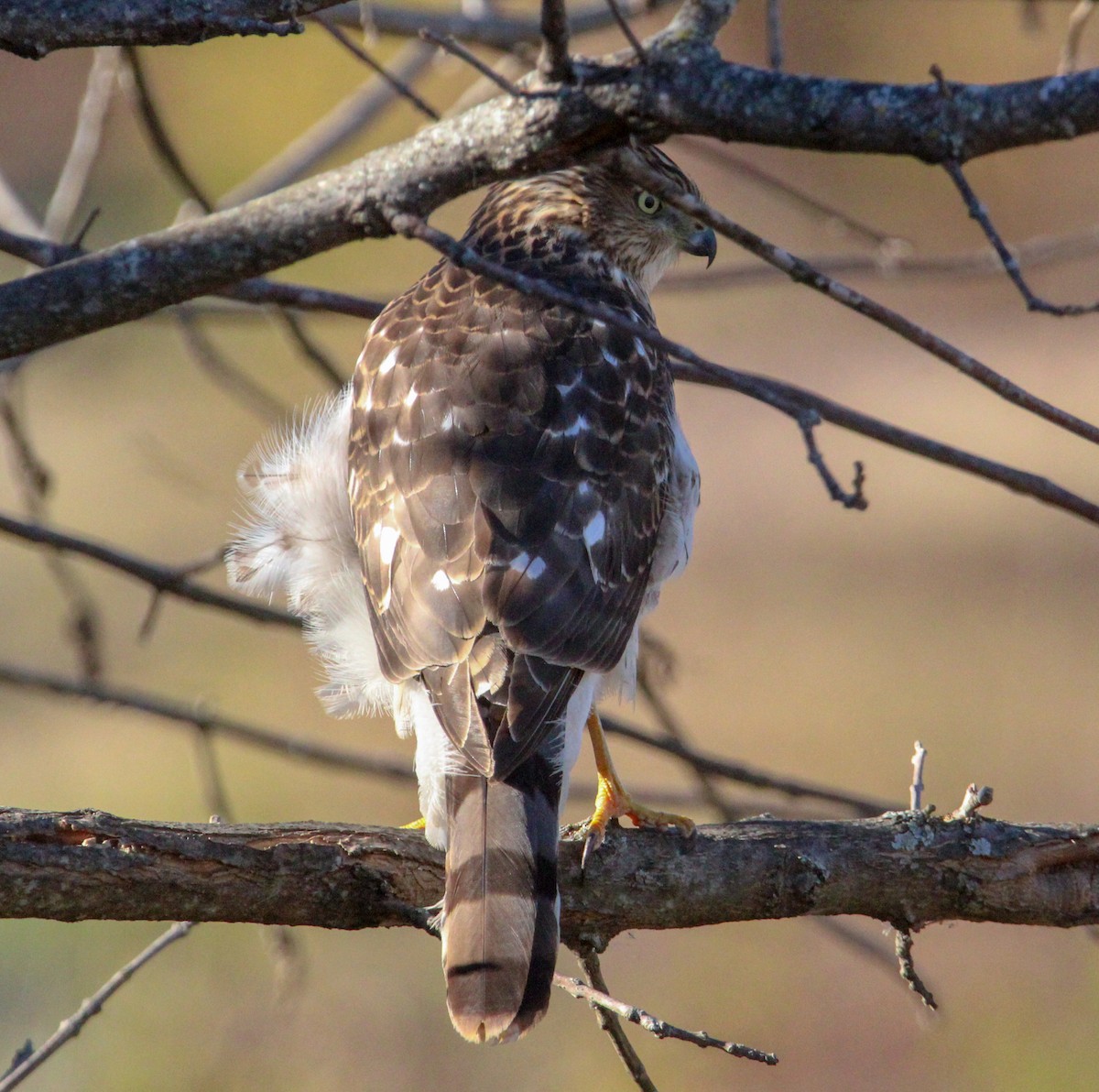 Cooper's Hawk - ML645429939