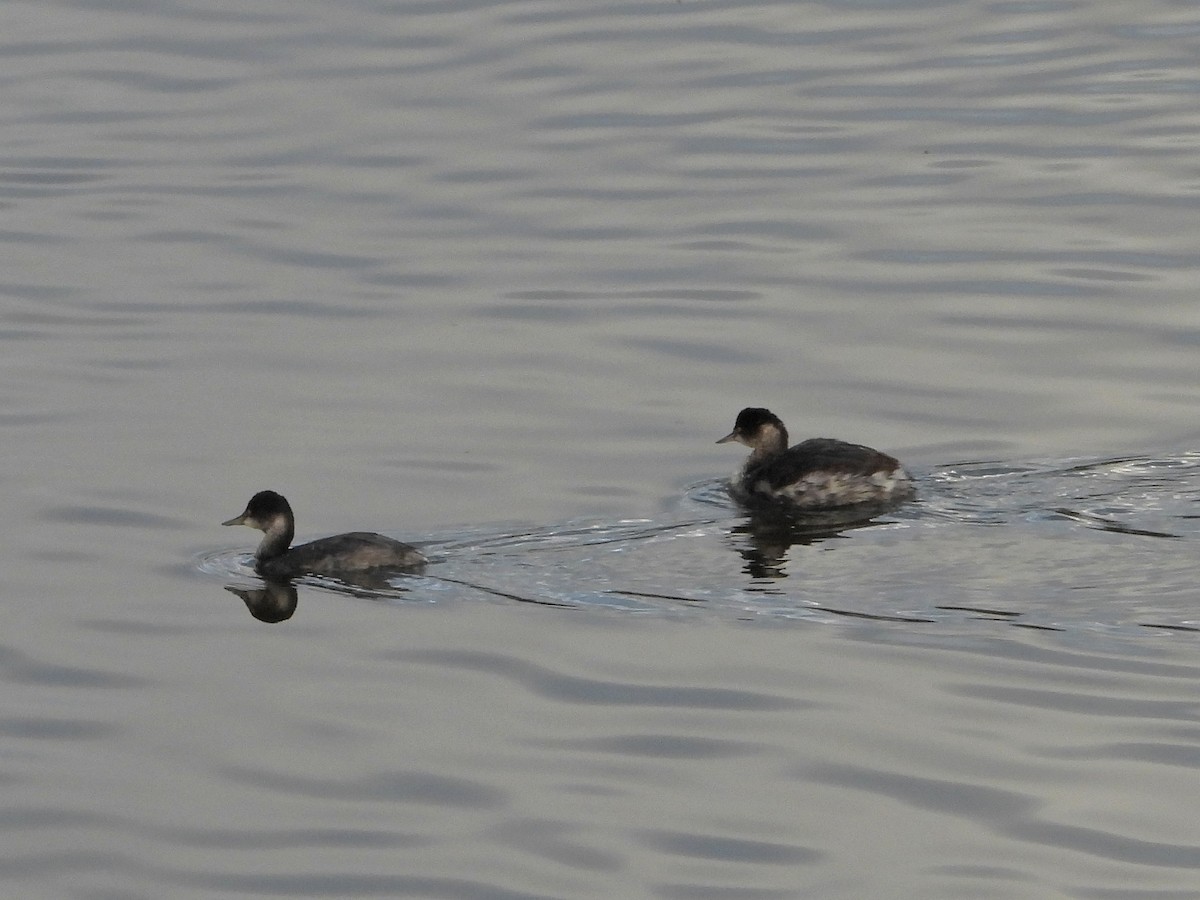 Eared Grebe - ML645429941