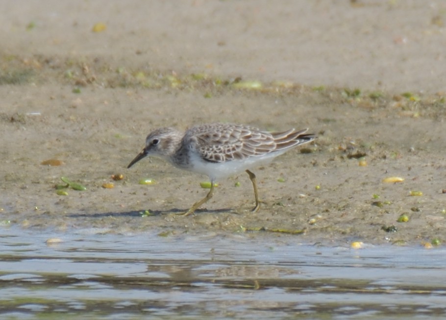 Least Sandpiper - ML645429942