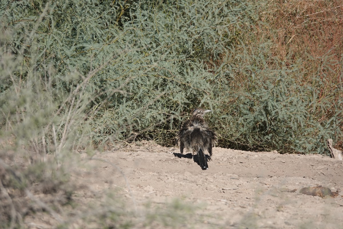 Greater Roadrunner - ML645429943