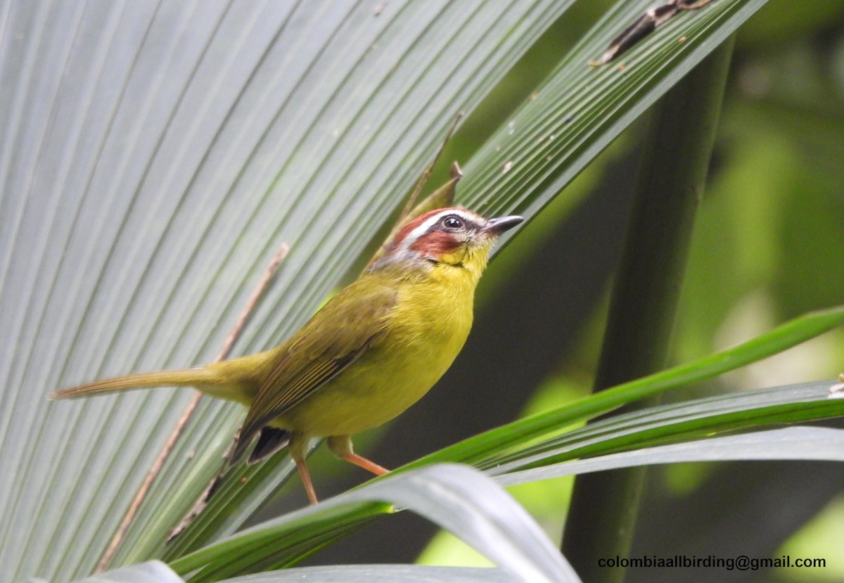 Chestnut-capped Warbler - ML645429944