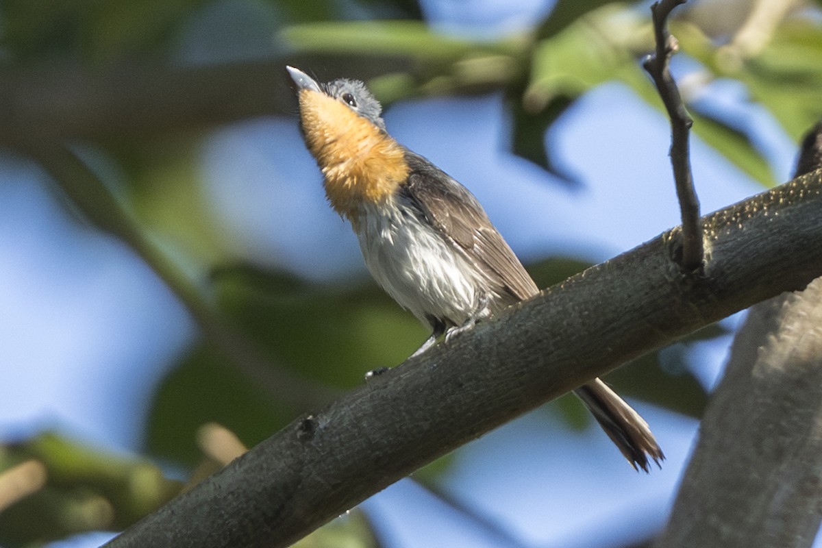 Broad-billed Flycatcher - ML645429945