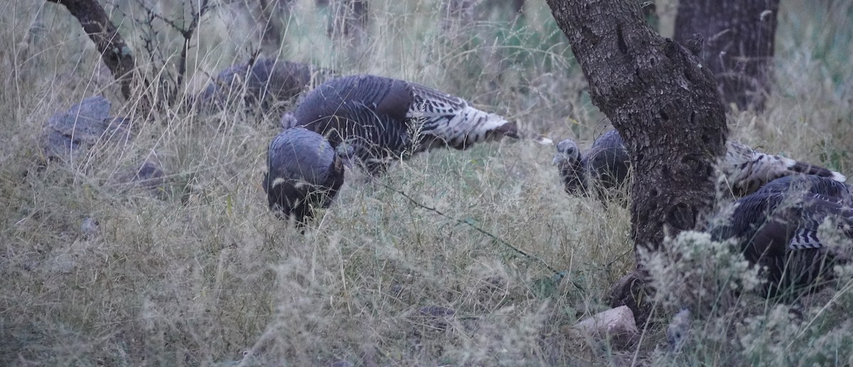 Wild Turkey - ML645429946