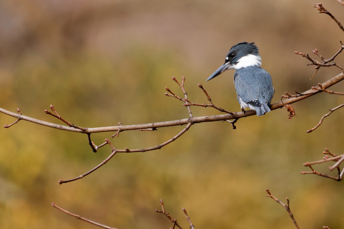 Belted Kingfisher - ML645429948