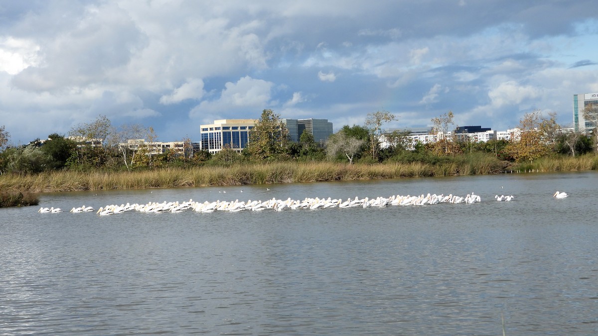 American White Pelican - ML645429950