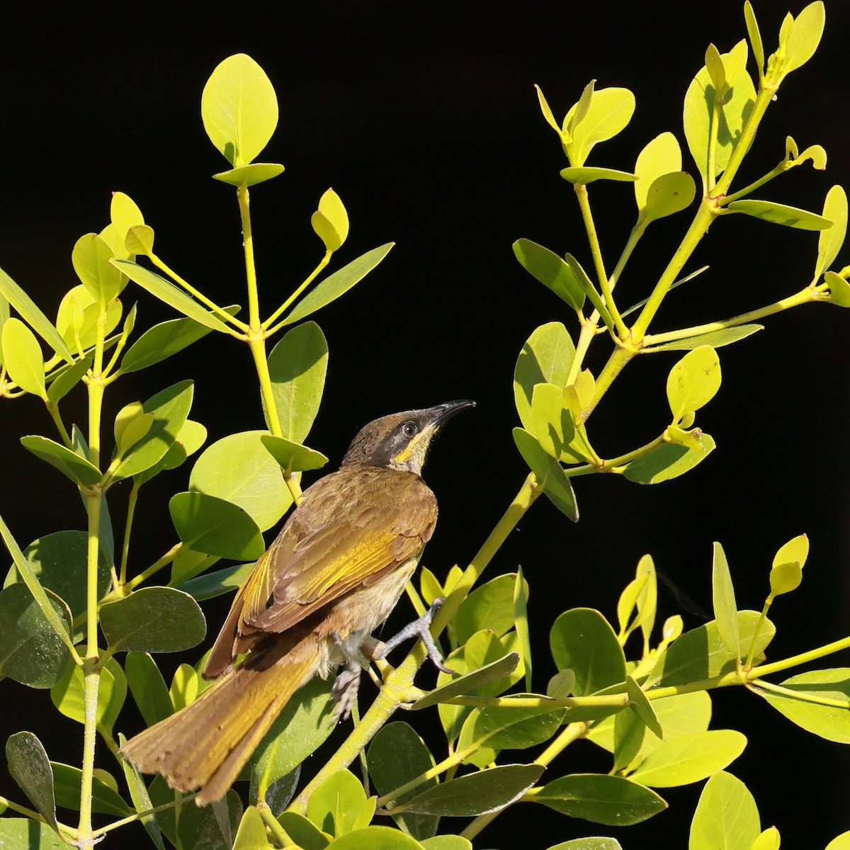 Varied Honeyeater - ML645429951