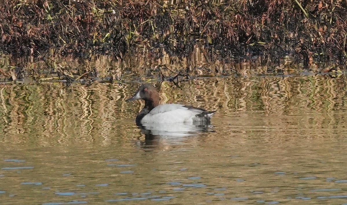 Canvasback - ML645429952