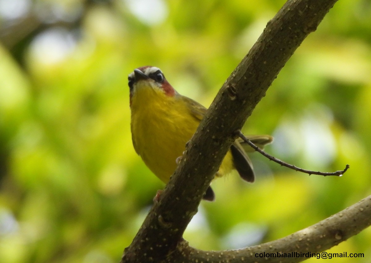 Chestnut-capped Warbler - ML645429953