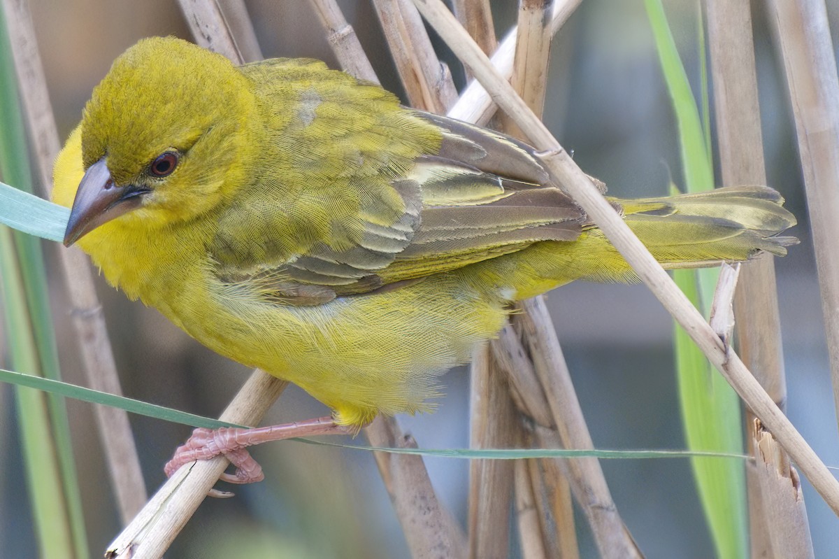 African Golden-Weaver - ML645429954