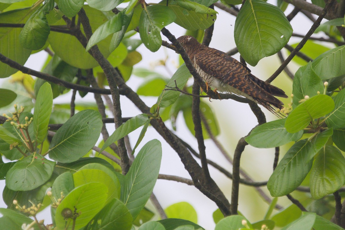 קוקיה אירופית - ML645429955