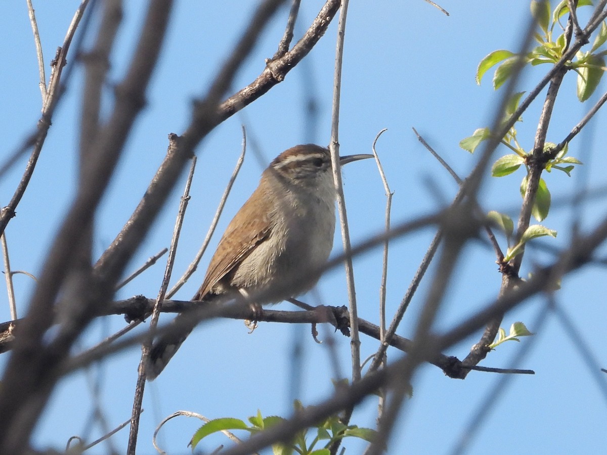 Підбуреник - ML645429960