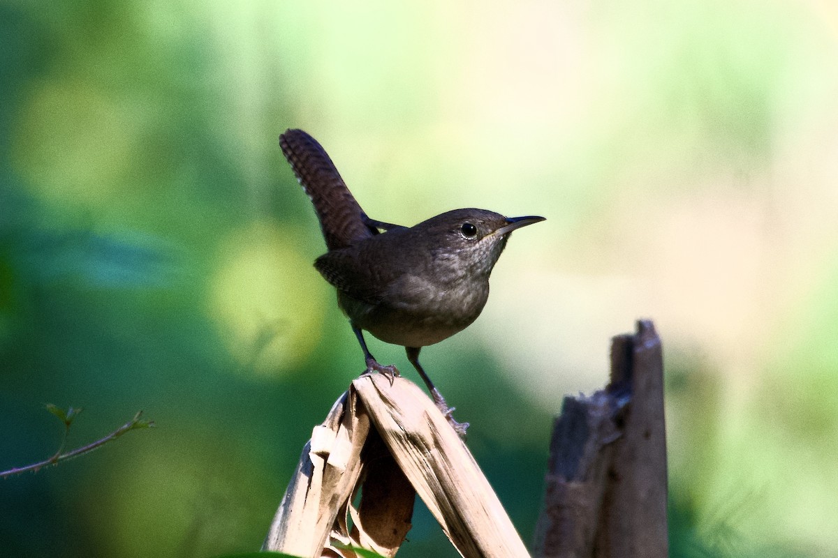 Northern House Wren - ML645429962