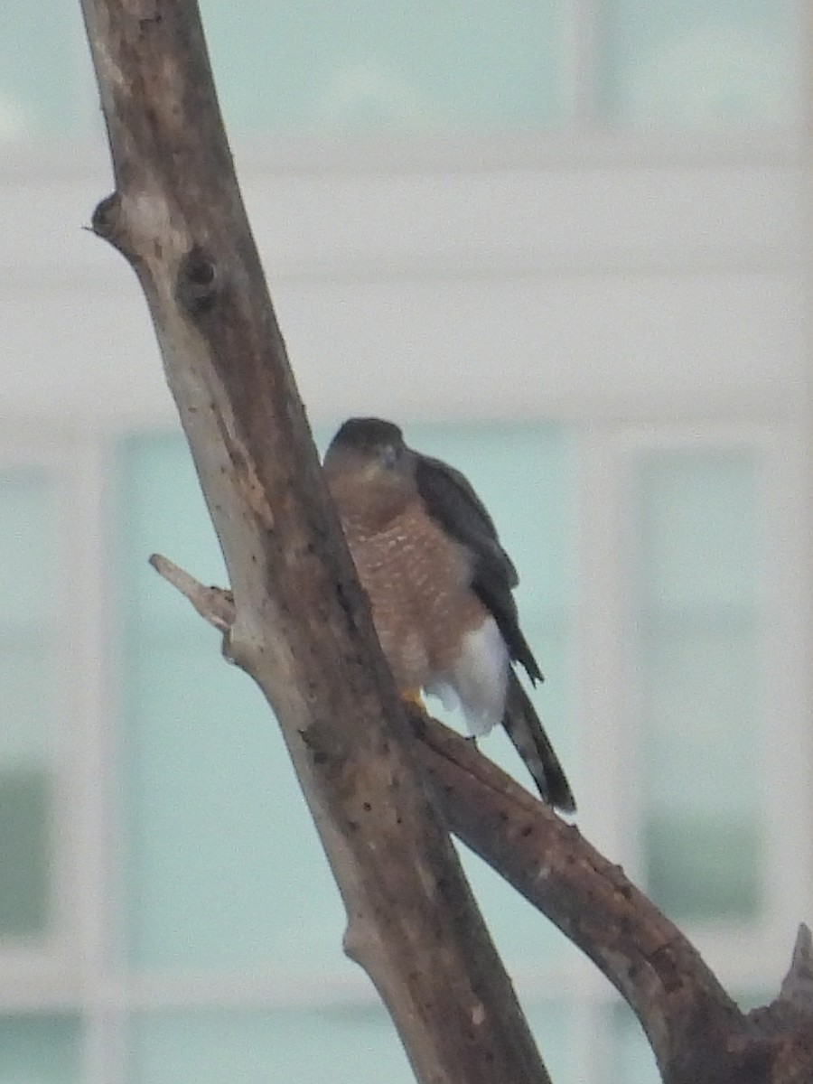 Cooper's Hawk - ML645429964
